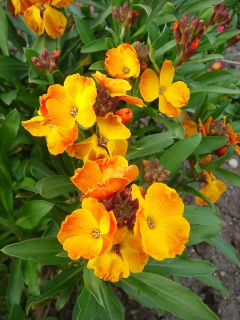 Cheiranthus cheirii 'Bedder Orange Vif'